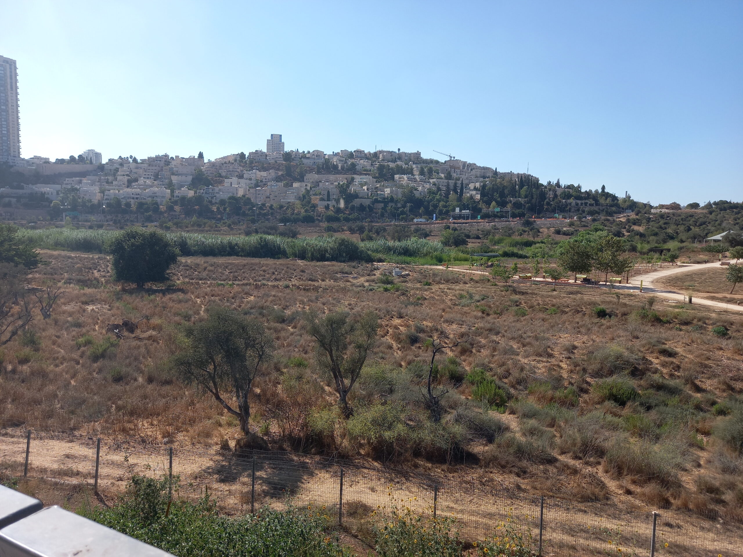 Abby’s Dream, My Nightmare